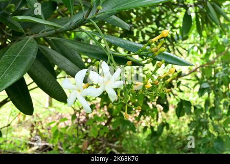 Nahaufnahme von zwei weißen Blüten mit vielen Knospen als Cluster einer Eve's Apple oder Divi Kaduru (Tabernaemontana Dichotoma) Pflanze Stockfoto