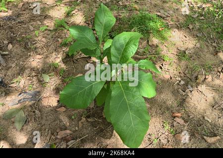 Diese Ansicht zeigt eine kleine, wachsende Teakholzpflanze (Tectona Grandis) in Sri Lanka. Stockfoto