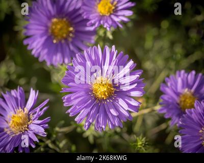 Nahaufnahme von Aster novae-angliae 'Purple Dome', der in einem britischen Garten wächst Stockfoto