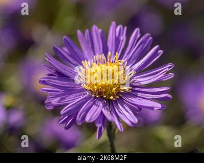 Nahaufnahme von Aster novae-angliae 'Purple Dome', der in einem britischen Garten wächst Stockfoto