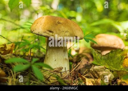 Nahaufnahmen eines Steinpilzes auf dem Waldboden Stockfoto