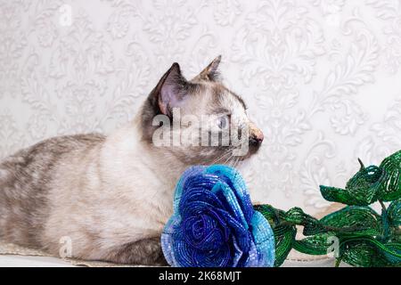 Schöne graue Katze schnüffelt eine blaue Blume aus der Nähe Stockfoto