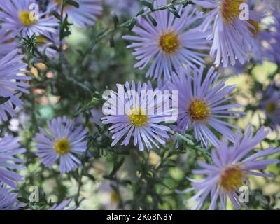 Aster Amellus im Herbstgarten Stockfoto