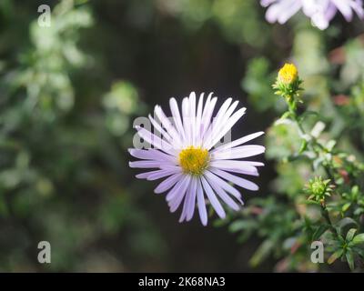 Aster Amellus im Herbstgarten Stockfoto