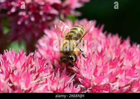Westliche Honigbiene, Europäische Honigbiene, Abeille européenne, APIs mellifera, háziméh, Ungarn, Budapest, Magyarprszág, Europa Stockfoto