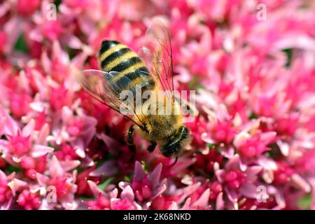 Westliche Honigbiene, Europäische Honigbiene, Abeille européenne, APIs mellifera, háziméh, Ungarn, Budapest, Magyarprszág, Europa Stockfoto