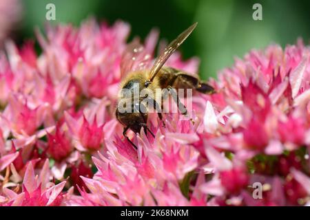 Westliche Honigbiene, Europäische Honigbiene, Abeille européenne, APIs mellifera, háziméh, Ungarn, Budapest, Magyarprszág, Europa Stockfoto