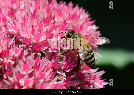Westliche Honigbiene, Europäische Honigbiene, Abeille européenne, APIs mellifera, háziméh, Ungarn, Budapest, Magyarprszág, Europa Stockfoto