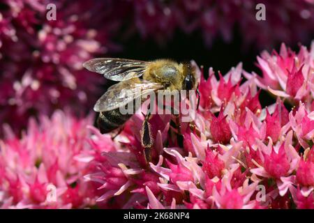 Westliche Honigbiene, Europäische Honigbiene, Abeille européenne, APIs mellifera, háziméh, Ungarn, Budapest, Magyarprszág, Europa Stockfoto