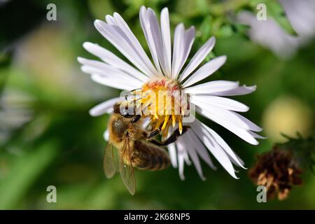 Westliche Honigbiene, Europäische Honigbiene, Abeille européenne, APIs mellifera, háziméh, Ungarn, Budapest, Magyarprszág, Europa Stockfoto