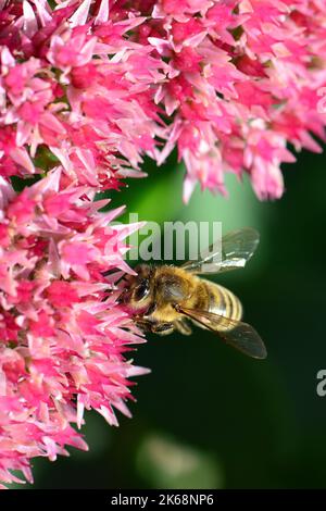 Westliche Honigbiene, Europäische Honigbiene, Abeille européenne, APIs mellifera, háziméh, Ungarn, Budapest, Magyarprszág, Europa Stockfoto