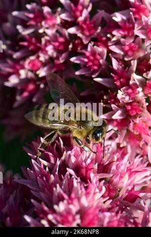 Westliche Honigbiene, Europäische Honigbiene, Abeille européenne, APIs mellifera, háziméh, Ungarn, Budapest, Magyarprszág, Europa Stockfoto