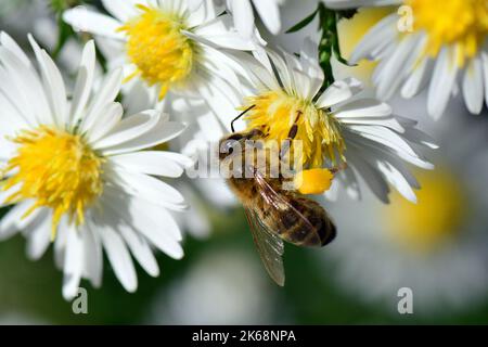 Westliche Honigbiene, Europäische Honigbiene, Abeille européenne, APIs mellifera, háziméh, Ungarn, Budapest, Magyarprszág, Europa Stockfoto
