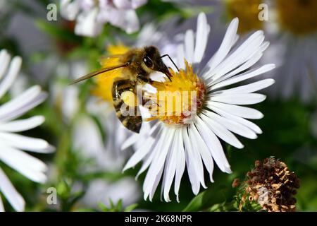 Westliche Honigbiene, Europäische Honigbiene, Abeille européenne, APIs mellifera, háziméh, Ungarn, Budapest, Magyarprszág, Europa Stockfoto