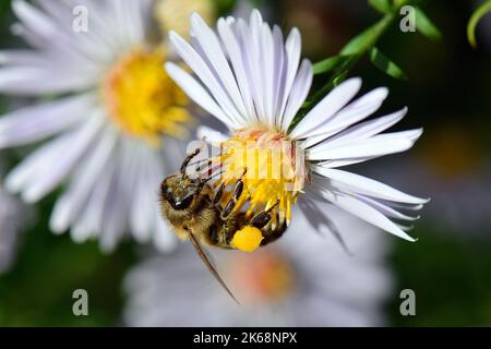 Westliche Honigbiene, Europäische Honigbiene, Abeille européenne, APIs mellifera, háziméh, Ungarn, Budapest, Magyarprszág, Europa Stockfoto