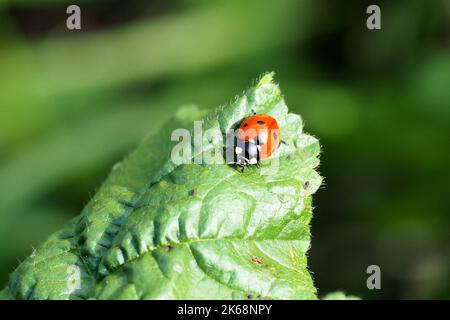 Marienkäfer mit sieben Punkten, Siebenpunkt, Coccinelle à sept Points, Coccinella septempunctata, hétpettyes katicabogár, Ungarn, Budapest, Magyarprszág, Europa Stockfoto