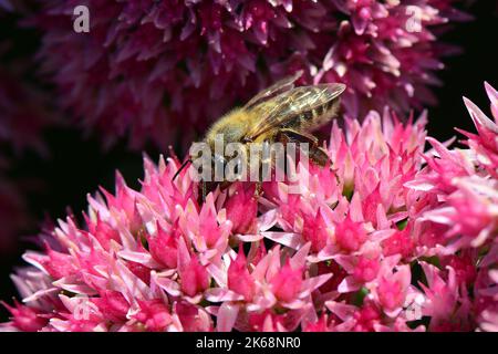 Westliche Honigbiene, Europäische Honigbiene, Abeille européenne, APIs mellifera, háziméh, Ungarn, Budapest, Magyarprszág, Europa Stockfoto