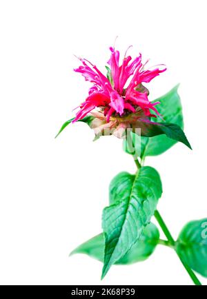 Die Monarda (Monarda didyma) Blume Nahaufnahme isoliert auf weißem Hintergrund mit Clipping Pfad Stockfoto