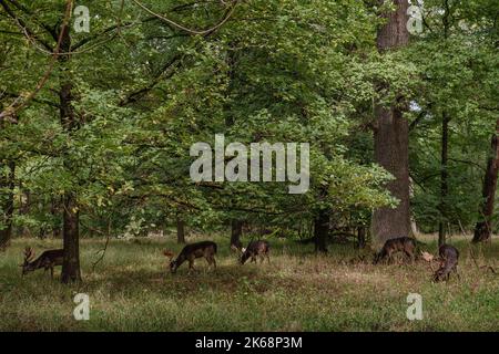 Whitetail Deer Bucks Im Herbst Samt Steht In Einer Öffnung Im Wald. Wunderschöne Hirscher Im Wald Mit Erstaunlichen Lichtern Am Morgen Im Oktober. Stockfoto