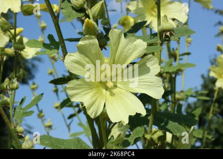 Russischer Hollyhock (Alcea rugosa) Stockfoto