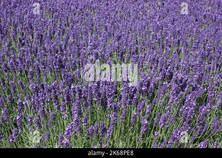 Lavendel (Lavandula angustifolia 'Hidcote Blue') im Garten. Stockfoto