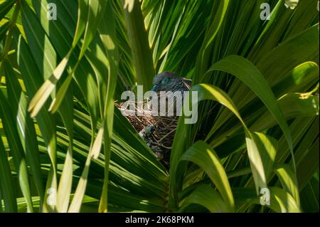 Zebrataube, Geopelia striata, sitzend auf einem Nest zwischen Palmblättern, Grand River South East, Mauritius Stockfoto