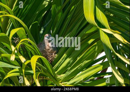 Zebrataube, Geopelia striata, sitzend auf einem Nest zwischen Palmblättern, Grand River South East, Mauritius Stockfoto