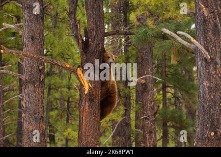 Braunbär Junge in einem Baum Stockfoto