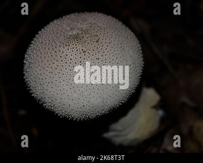 In den Herbstwäldern Bayerns sind sie fast überall zu finden: Pilze in allen Farben. Stockfoto