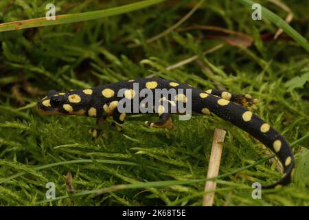Ganzkörperaufnahme eines Jugendlichen vom Aussterben bedrohten Gelbfleck- oder Urmia-Molchs, Neurergus crocatus auf grünem Moos Stockfoto
