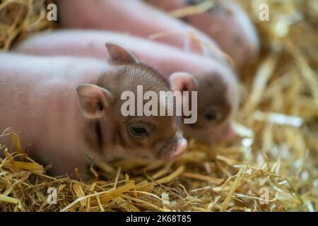 Nahaufnahme eines Mini-Schweins (Sus scrofa domesticus), das auf Heu liegt Stockfoto