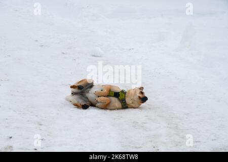 Ein Hund, der im Schnee herumrollt, um im Winter kalt zu bleiben Stockfoto