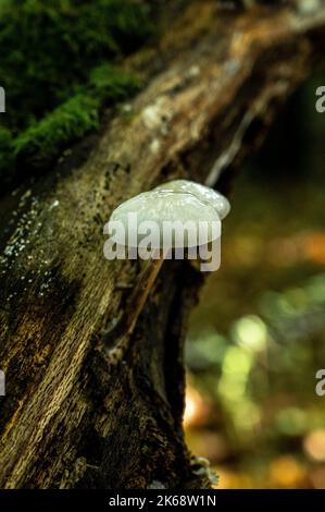 Porzellanpilz Fruchtkörper auf verrottenden Log Stockfoto