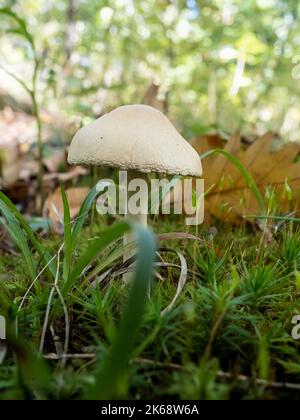 Wilder Pilz im tiefen Wald. Stockfoto