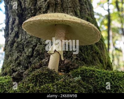 Wilder Pilz im tiefen Wald. Stockfoto
