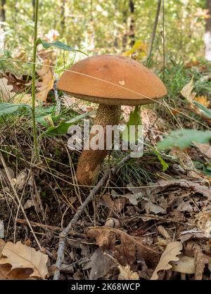 Nahaufnahme von Leccinum aurantiacum Pilzen, einem essbaren Pilz, in der natürlichen Umgebung. Stockfoto