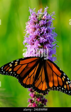 Ein Monarch-Schmetterling ernährt sich von einem blühenden Sternstiel, Nachusa Grasslands Nature Conservancy Stockfoto