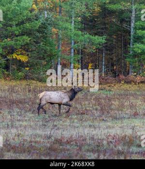 Bullenelch in Clam Lake, Wisconsin. Stockfoto