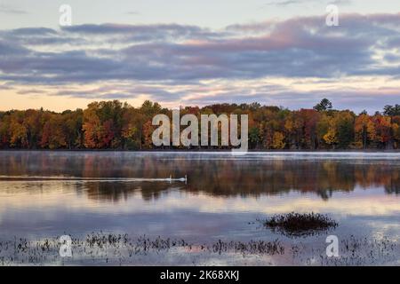 Ein Paar Trompeter-Schwäne schwimmen im frühen Morgenlicht auf dem Little Clam Lake im Norden von Wisconsin. Stockfoto