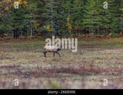 Bullenelch in Clam Lake, Wisconsin. Stockfoto