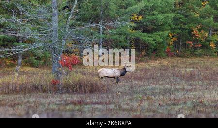 Ein junger Schwanzbock beobachtet vom Waldrand aus, wie ein Bullenelch durch ein Feld in Clam Lake, Wisconsin, spaziert. Stockfoto