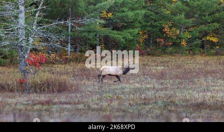 Bullenelch in Clam Lake, Wisconsin. Stockfoto