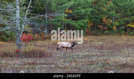 Bullenelch in Clam Lake, Wisconsin. Stockfoto