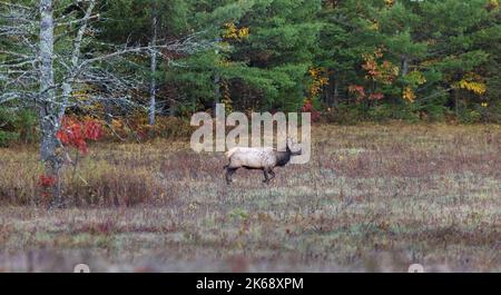 Bullenelch in Clam Lake, Wisconsin. Stockfoto