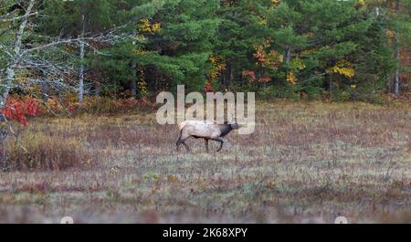 Bullenelch in Clam Lake, Wisconsin. Stockfoto