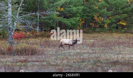 Bullenelch in Clam Lake, Wisconsin. Stockfoto