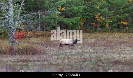 Bullenelch in Clam Lake, Wisconsin. Stockfoto