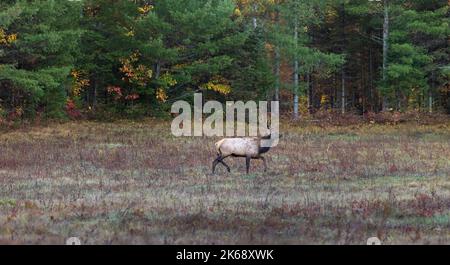 Bullenelch in Clam Lake, Wisconsin. Stockfoto