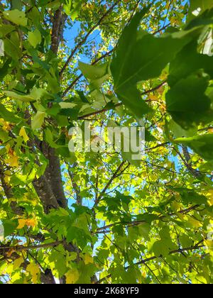Anfang des Herbstes Blätter abstrakt Stockfoto