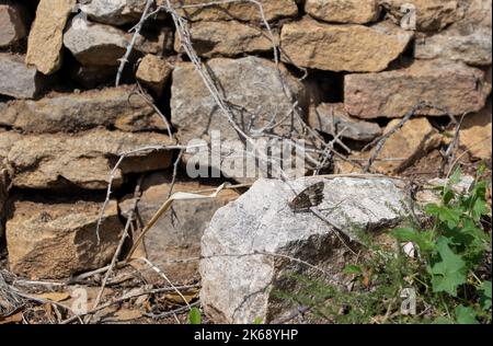 Nahaufnahme eines Sommereier- oder Steineier-Schmetterlings (Hipparchia semele) Stockfoto